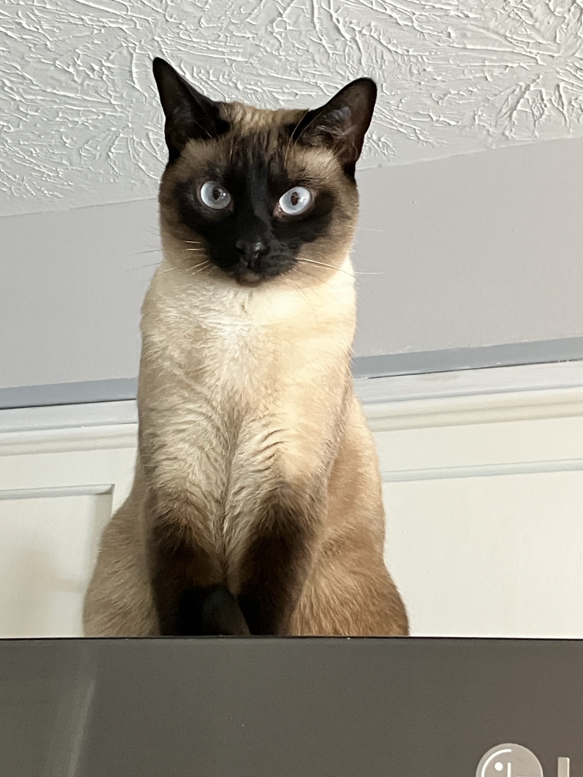 Shakti sitting upright on top of the refrigerator.
