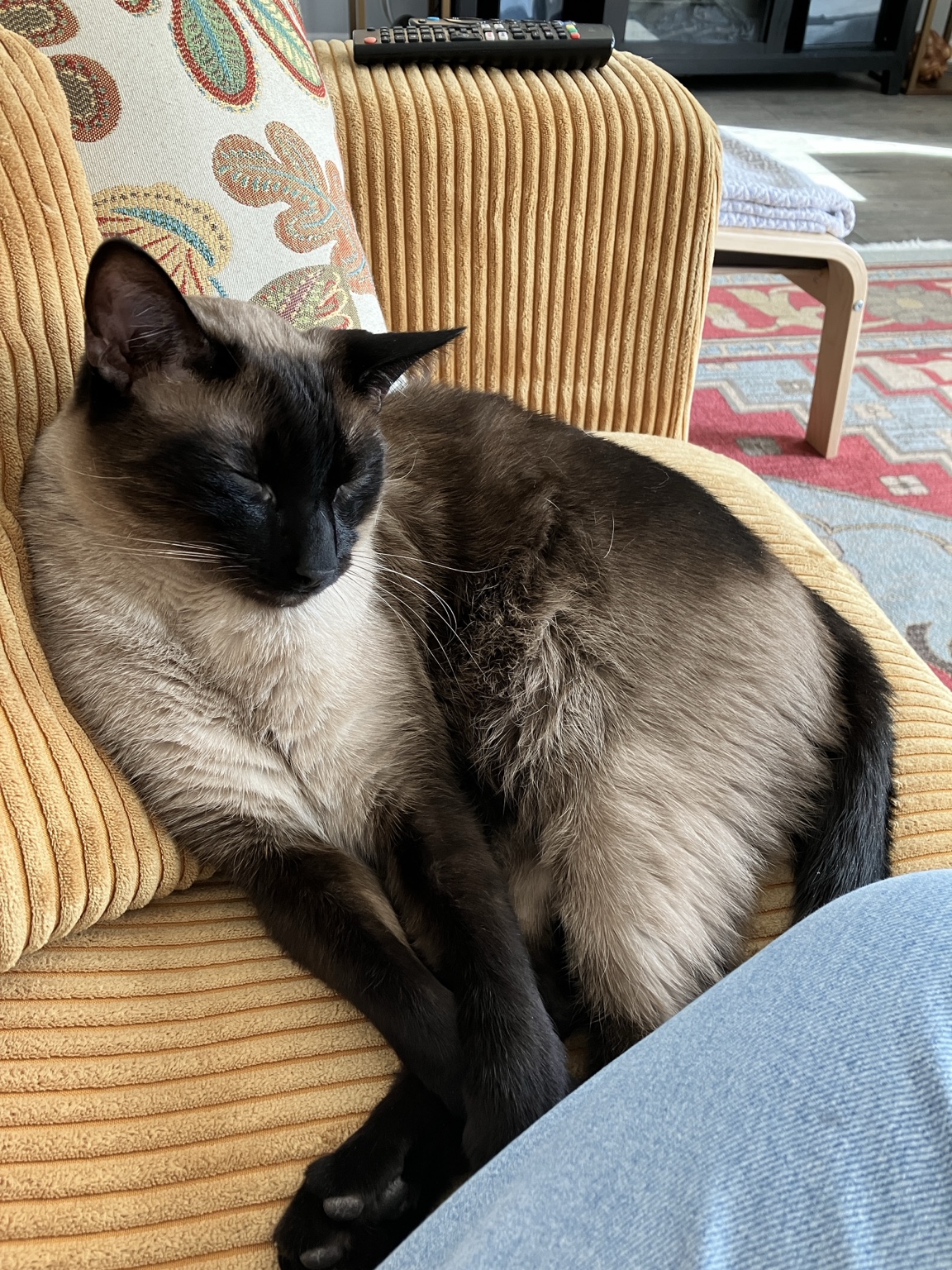 Shiva asleep in the yellow upholstered chair.