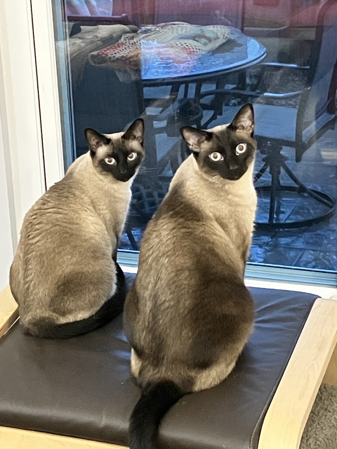 Shakti on the left and Shiva on the right, sitting together by the window and looking toward the camera.