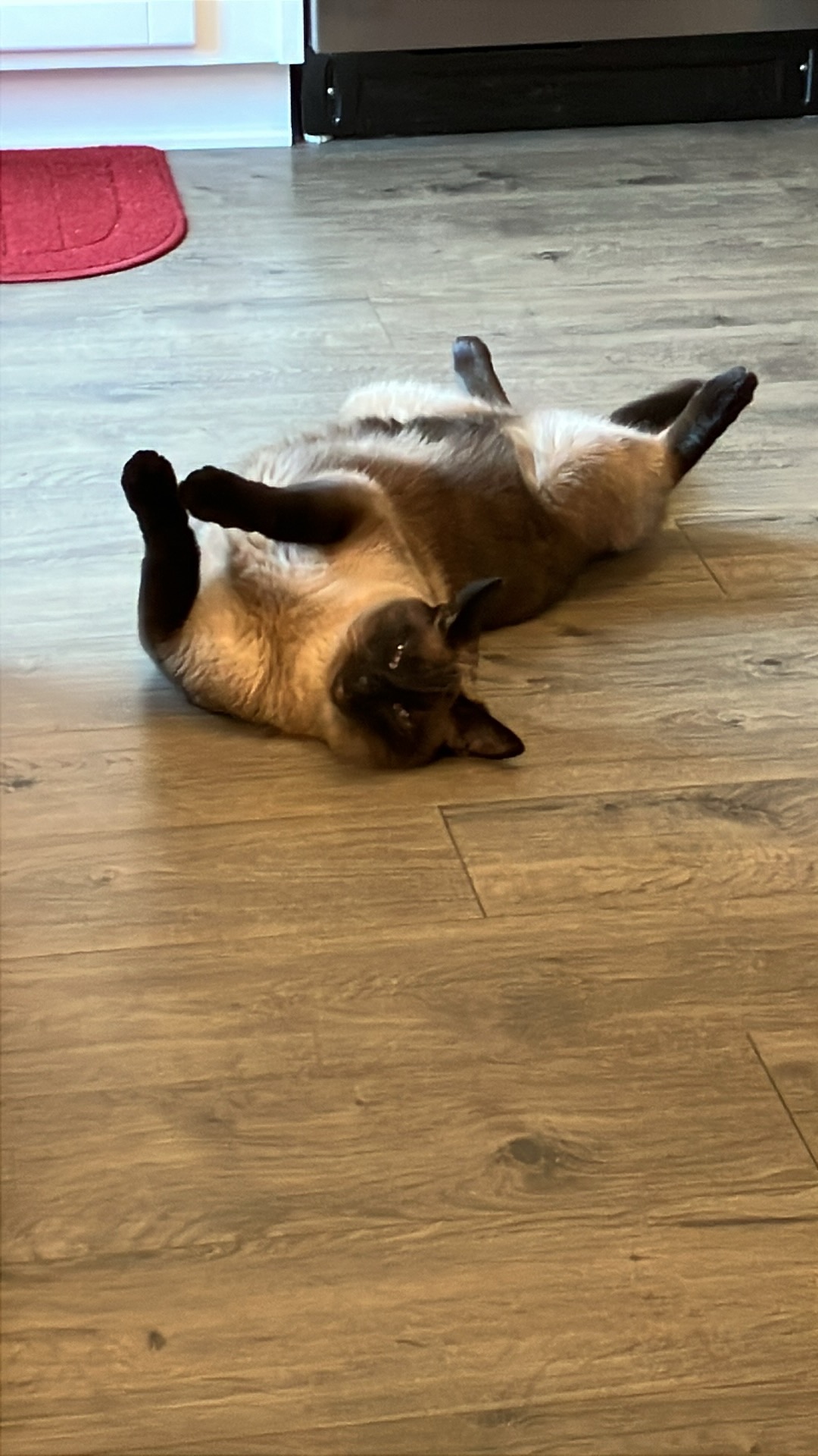 Shiva lying belly-up on the kitchen floor.