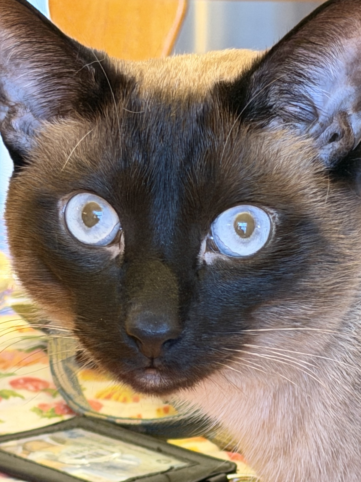A close-up of Shiva’s face and bright blue eyes.